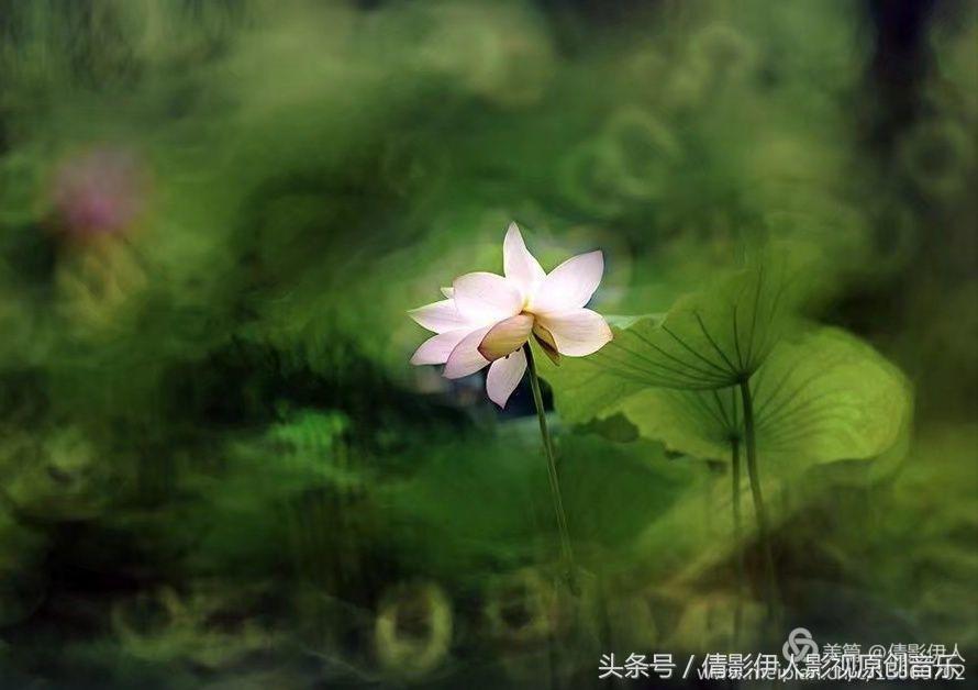 夏荷晕倒在海教官怀里,夏荷最美的十首诗