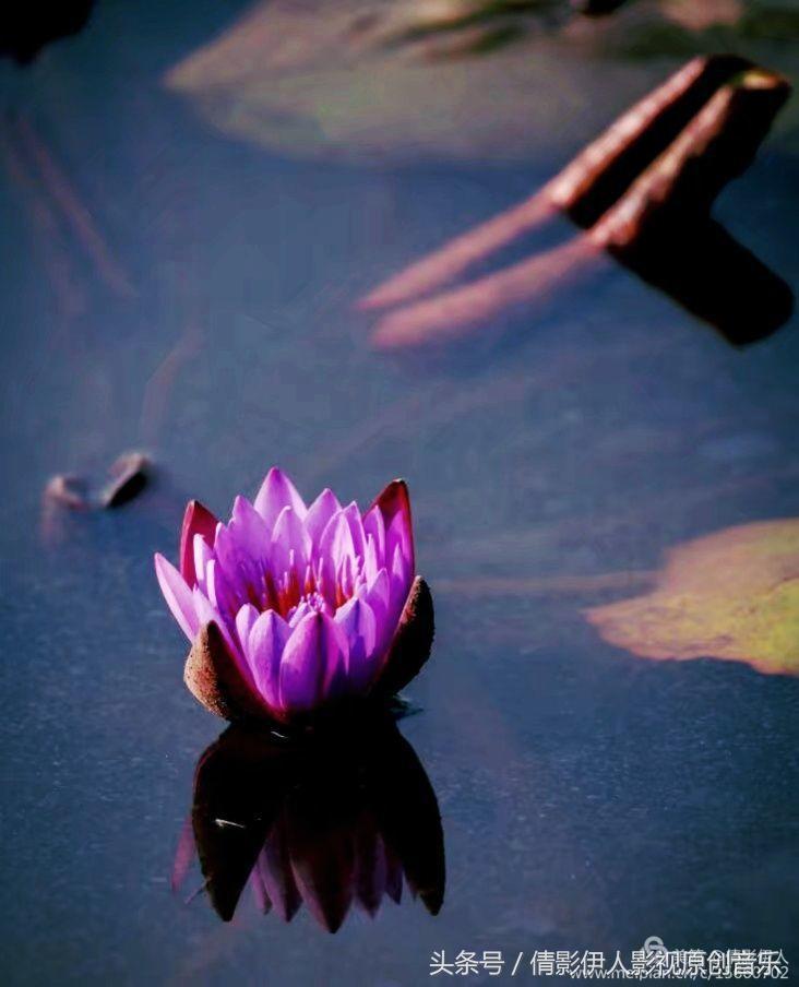 荷花之歌,立夏荷花音乐