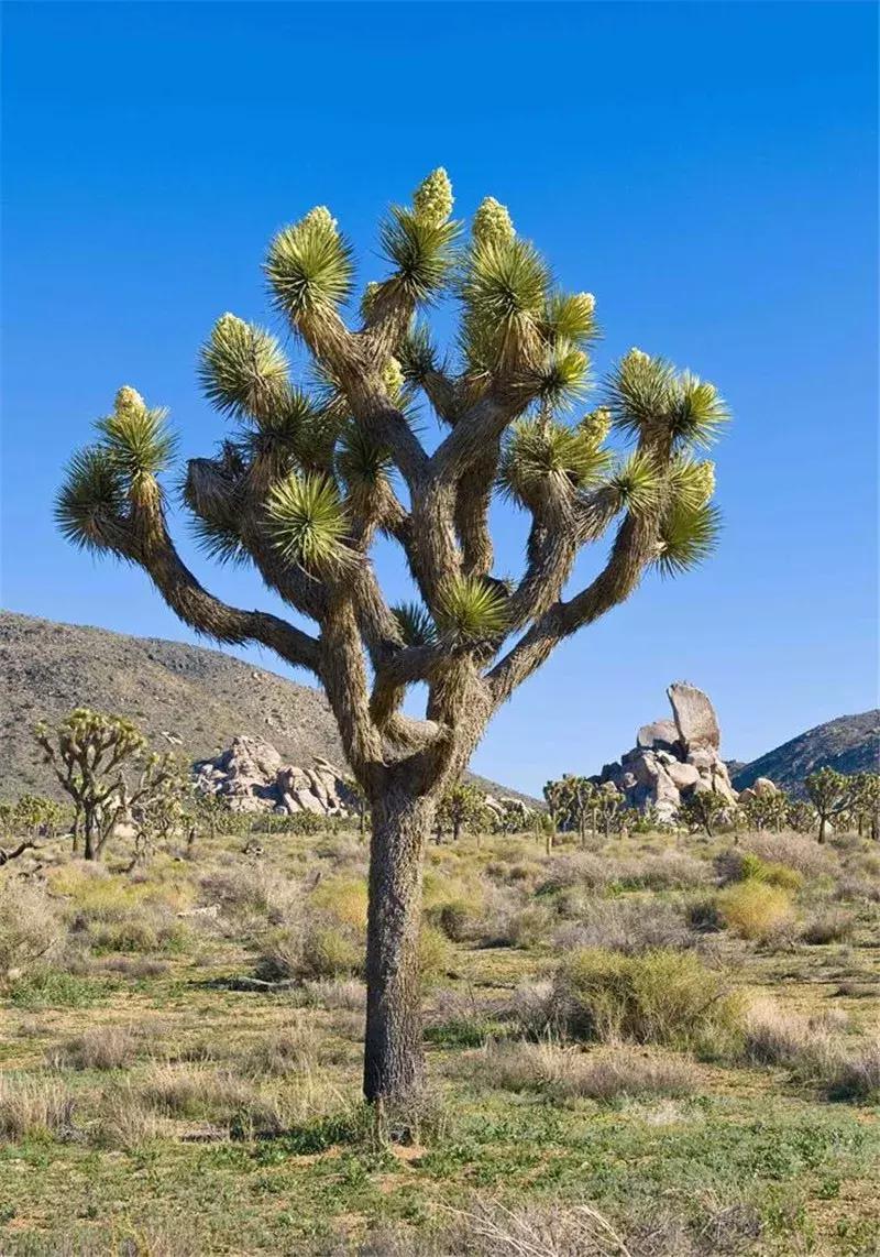 这些长疯了的树，好吧，是我没见过世面！