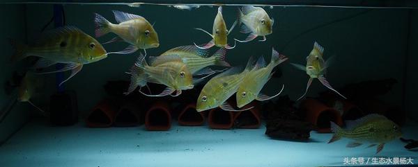 哪些慈鲷是食土鲷,食土鲷和慈鲷能混养么