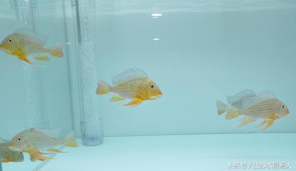 哪些慈鲷是食土鲷,食土鲷和慈鲷能混养么