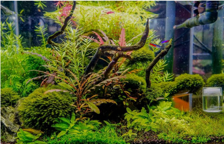 1.8米嵌入式生态鱼缸制作教程,新手如何制作生态造景小鱼缸