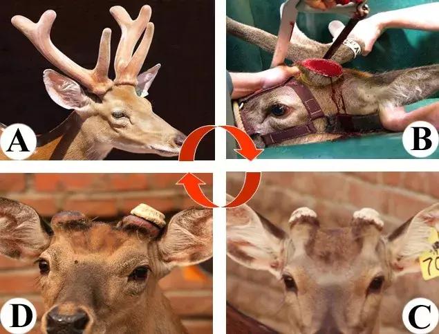 李春义｜身边人备受乳腺增生、前列腺增生的困扰，您想过尝试药食同源的鹿角盘粉吗？