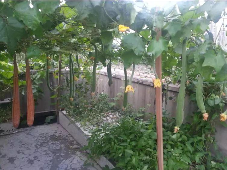 楼顶菜园土层多厚好,顶楼菜园如何防风