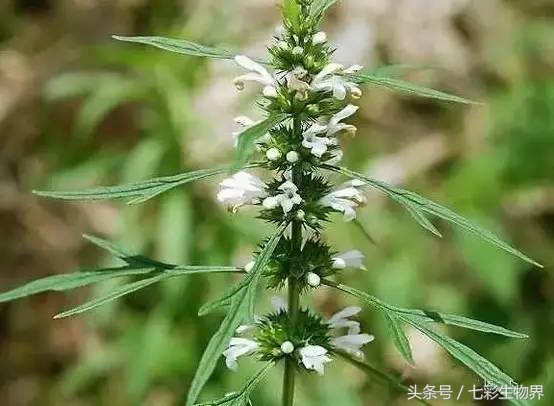 艾草辨别,识别艾草