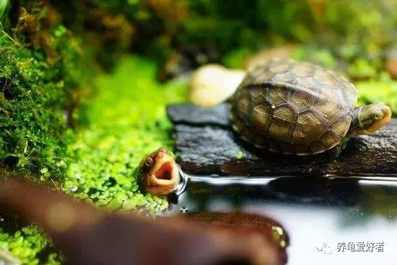 养龟灵的正确使用方法,养小草龟的正确方法
