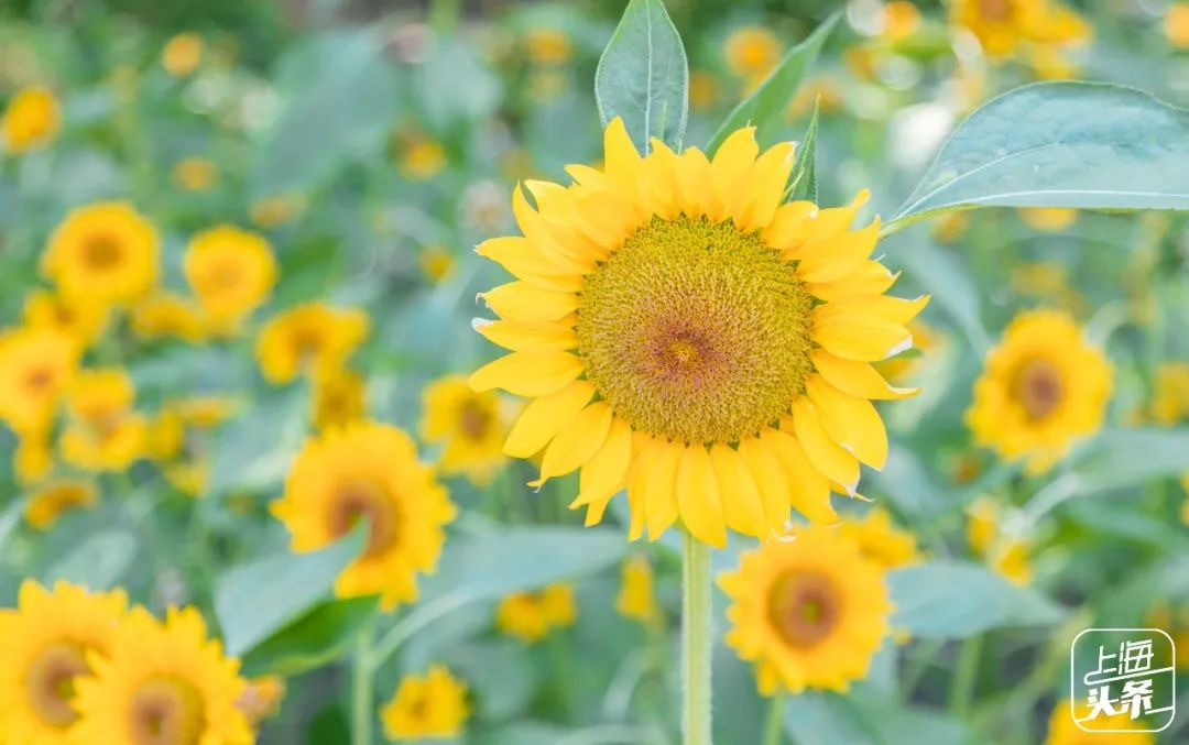 上海罗泾向日葵花田,上海各公园向日葵花海即将盛放