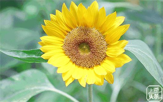 上海罗泾向日葵花田,上海各公园向日葵花海即将盛放