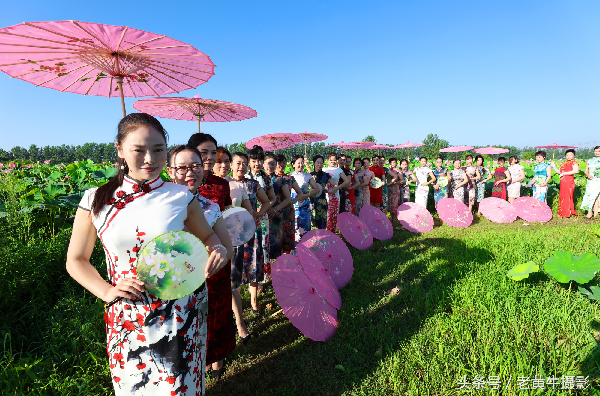 京山老年旗袍秀视频,月季园旗袍走秀