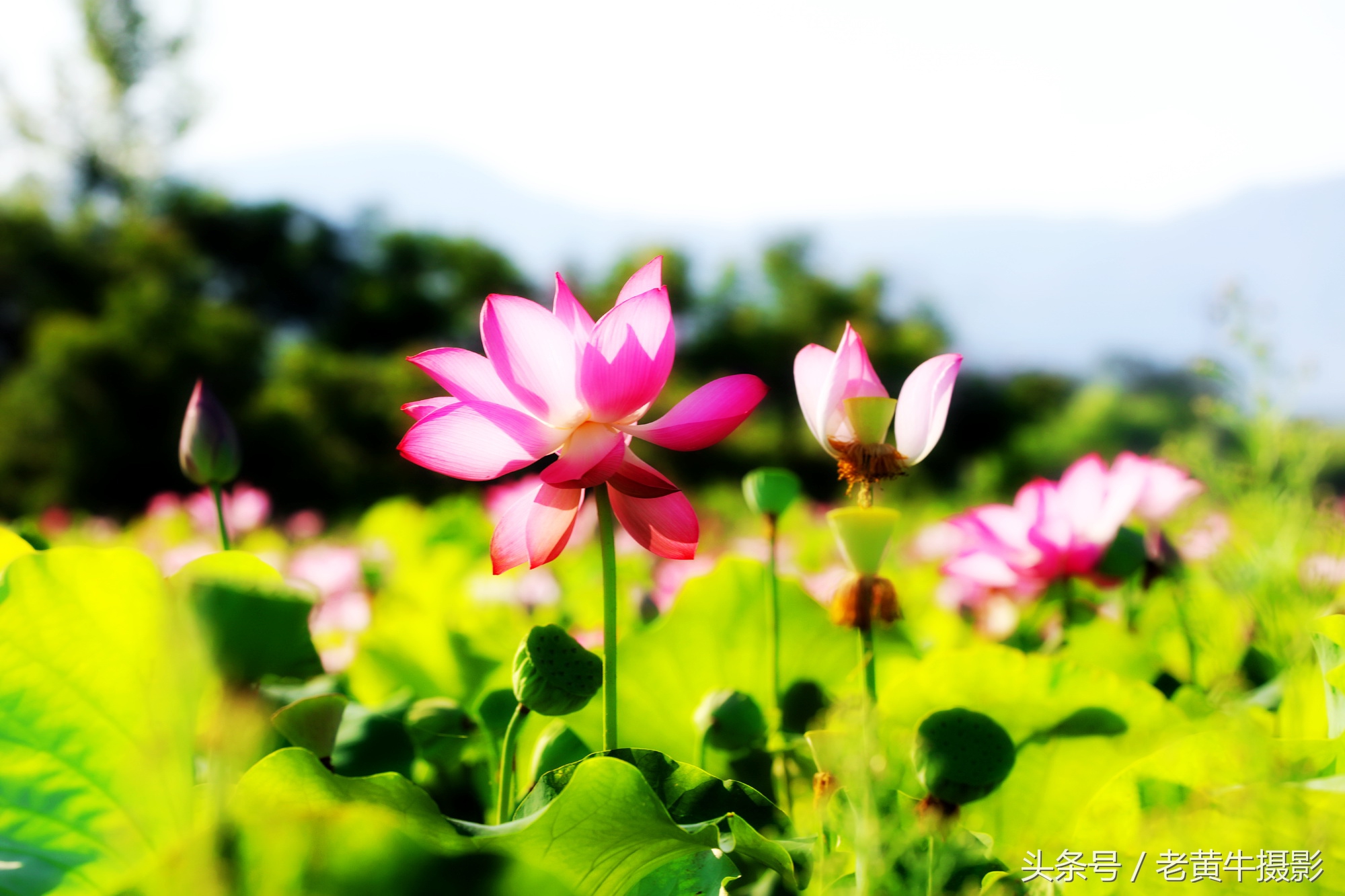 京山老年旗袍秀视频,月季园旗袍走秀