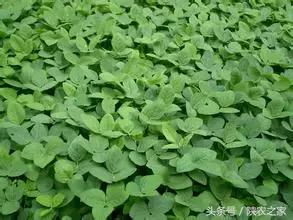 农村种地顺口溜希望朋友们喜欢,现在农民难种地苦的顺口溜