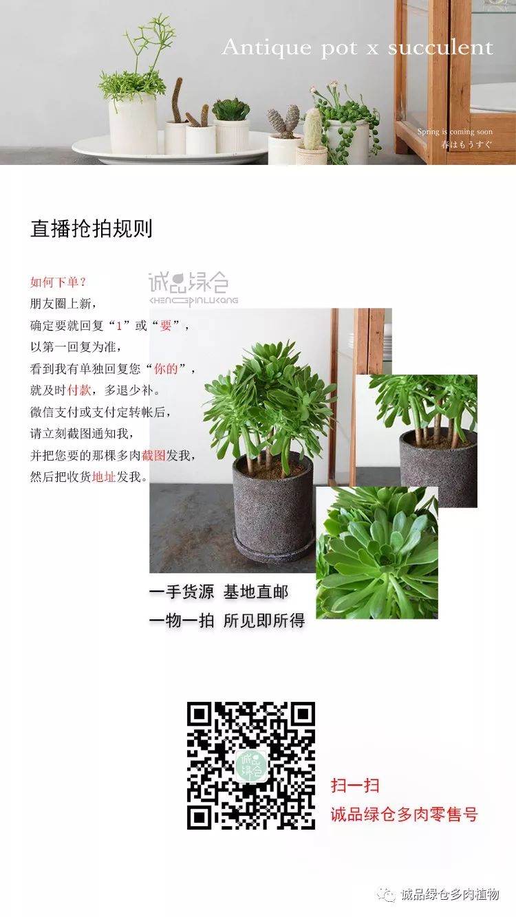 多肉淋雨之后掉叶片该怎么救治,多肉淋雨后可以用吹风机吹干吗