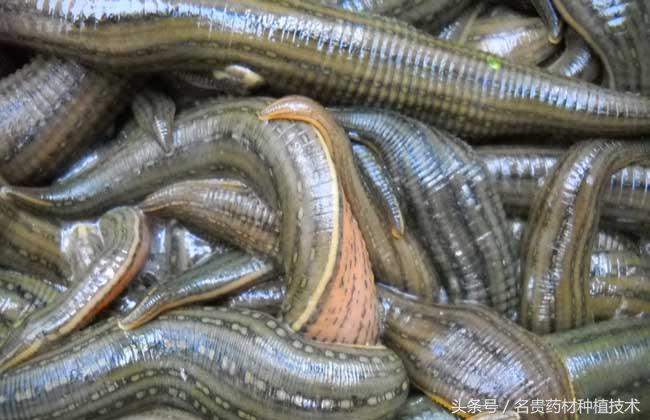 种植什么药材最赚钱又快,现在种植什么药材最赚钱最快