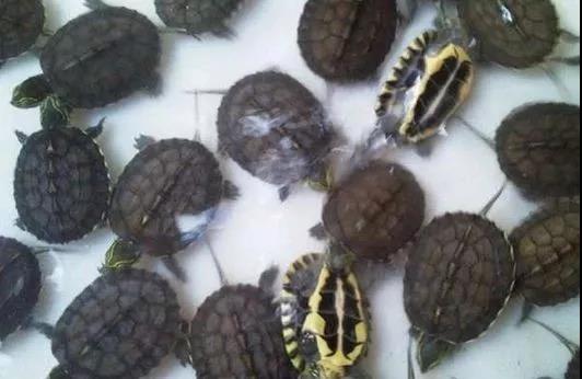 龟苗咬尾巴怎么办,大龟苗咬小龟苗是什么原因