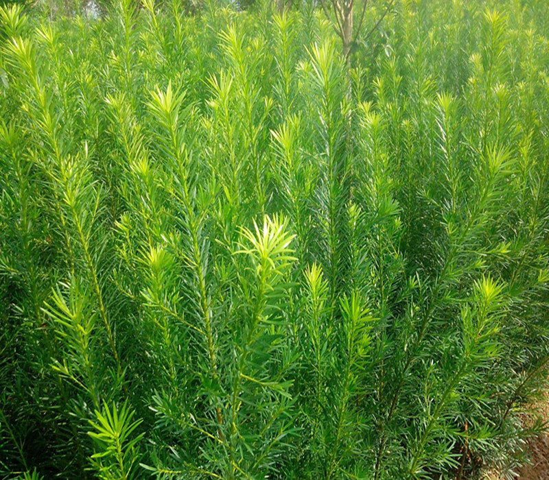 小苗长得快是怎么回事,小苗长着长着就歪了怎么回事