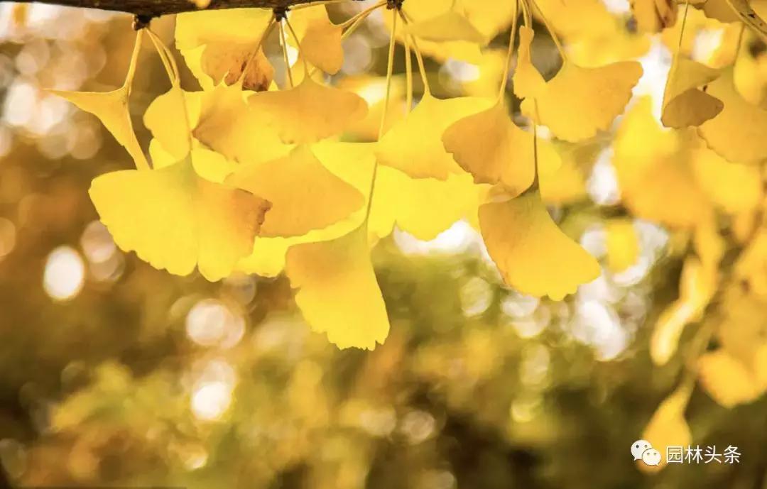 为什么大家都买东方树叶,为什么有人买桂花树叶