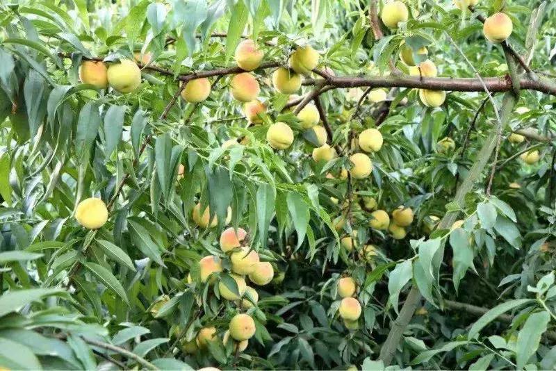 长寿山风景区美食,麻阳县长寿之乡