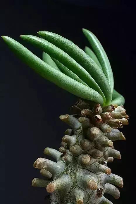 山东多肉小朋友,淄博养多肉