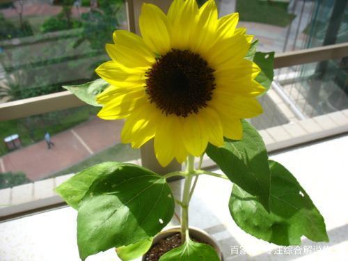 向日葵鲜花如何保鲜,向日葵鲜花怎么养护不烂根