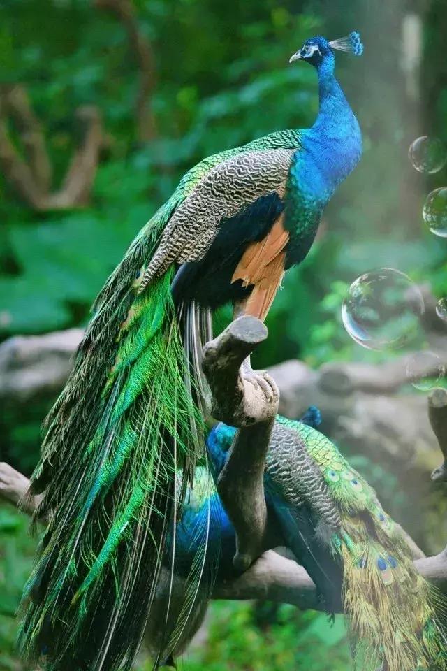 春节广州长隆旅游攻略带孩子,广州长隆动物园两日游亲子游攻略