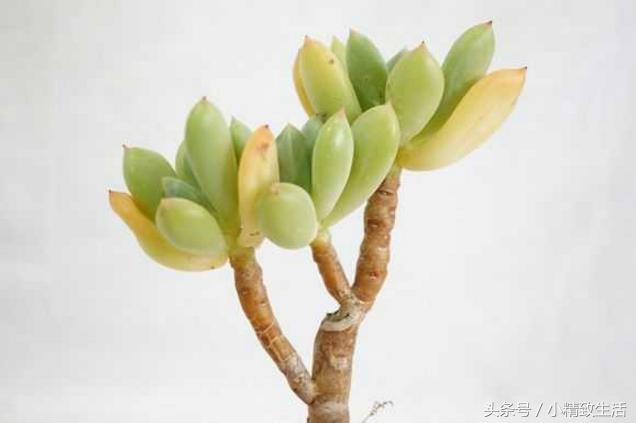 多肉植物中的四大美人,多肉植物十大美人