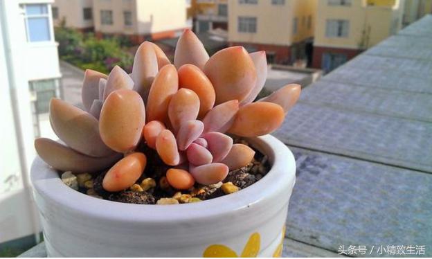 多肉植物中的四大美人,多肉植物十大美人