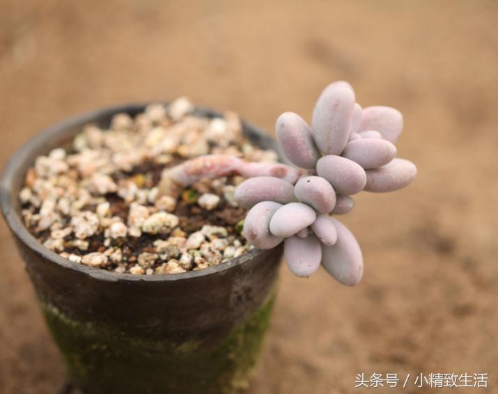 多肉植物中的四大美人,多肉植物十大美人