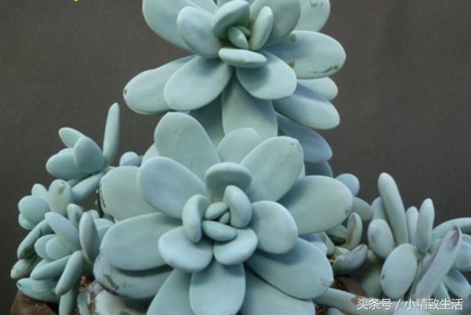多肉植物中的四大美人,多肉植物十大美人