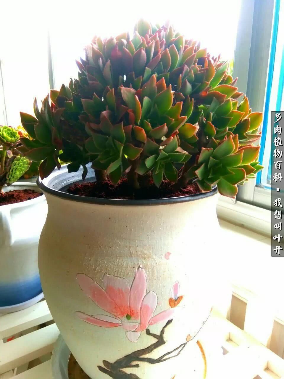 最好养的法师有哪几种,哪种法师既好看又好养