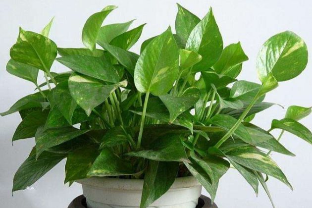 绿萝黄叶要怎么处理？这些方法学会了，越养越茂盛！