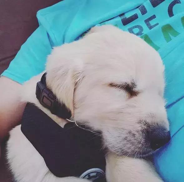 金毛行为的异常,金毛有异常怪异行为要留心