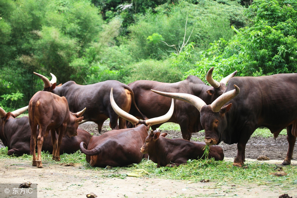 不愿安于现状的生肖,忠心报主过一生的生肖牛