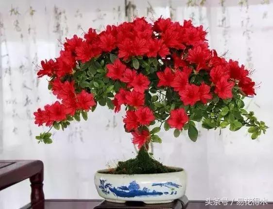 杜鹃花夏鹃品种有哪些特点,杜鹃花的夏鹃怎么养好