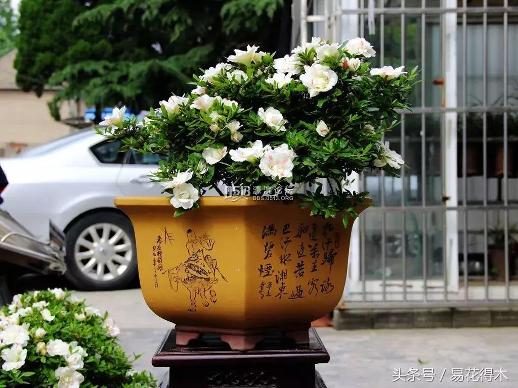 杜鹃花夏鹃品种有哪些特点,杜鹃花的夏鹃怎么养好