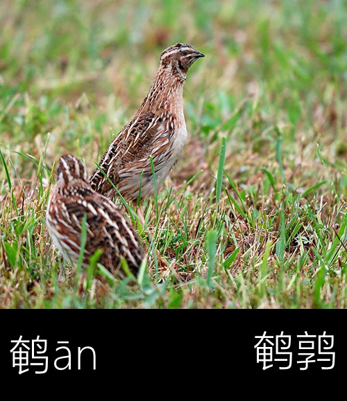 璁よ瘑楦熷瓧,楦熺殑16涓父瑙佸瓧