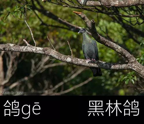 带你认识几个主播,带你认识几种常见的野菜