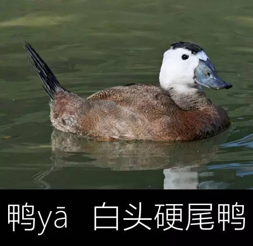 璁よ瘑楦熷瓧,楦熺殑16涓父瑙佸瓧