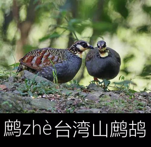 璁よ瘑楦熷瓧,楦熺殑16涓父瑙佸瓧