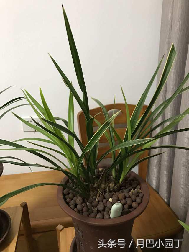 兰花焦尖，有黑斑？用这汁液抹一抹，兰花叶子绿油油，花开香十里