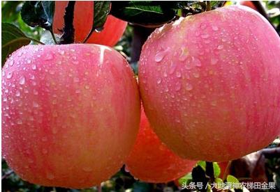 苹果新战略,苹果产业发展现状及解决对策