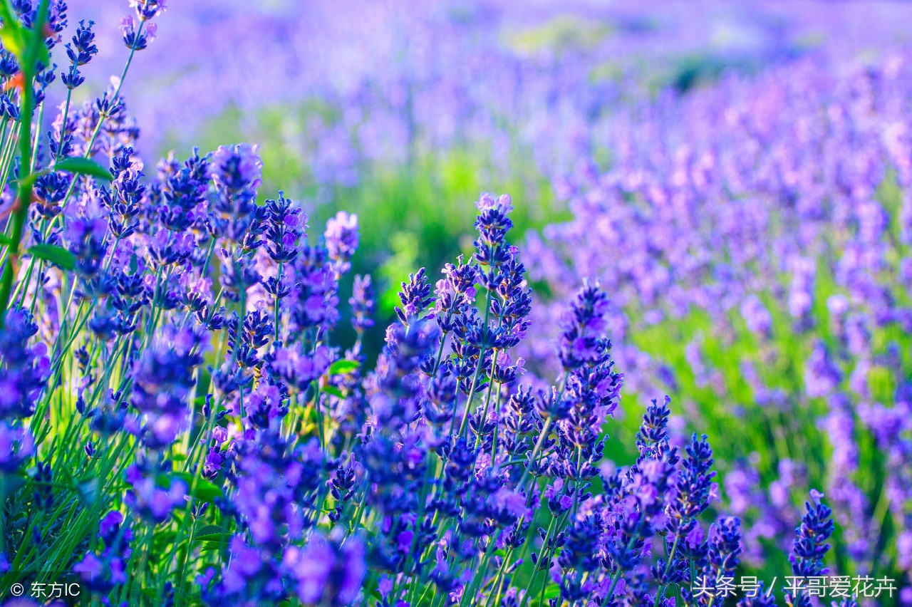 薰衣草最美的花海,薰衣草最佳花期
