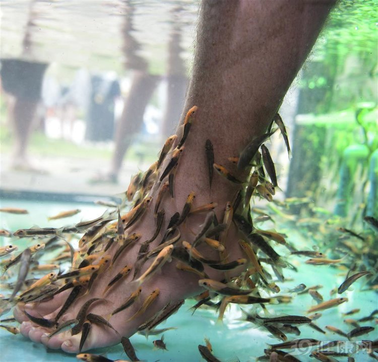 鱼疗真的可以治脚气吗,鱼疗可以治疗脚气吗