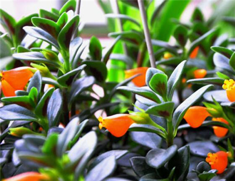 水培金鱼吊兰老是掉叶子枯萎,金鱼吊兰水培不发根怎么回事