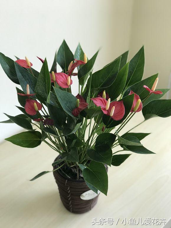 养护红掌正确方法,红掌不开花用什么方法催红掌开花