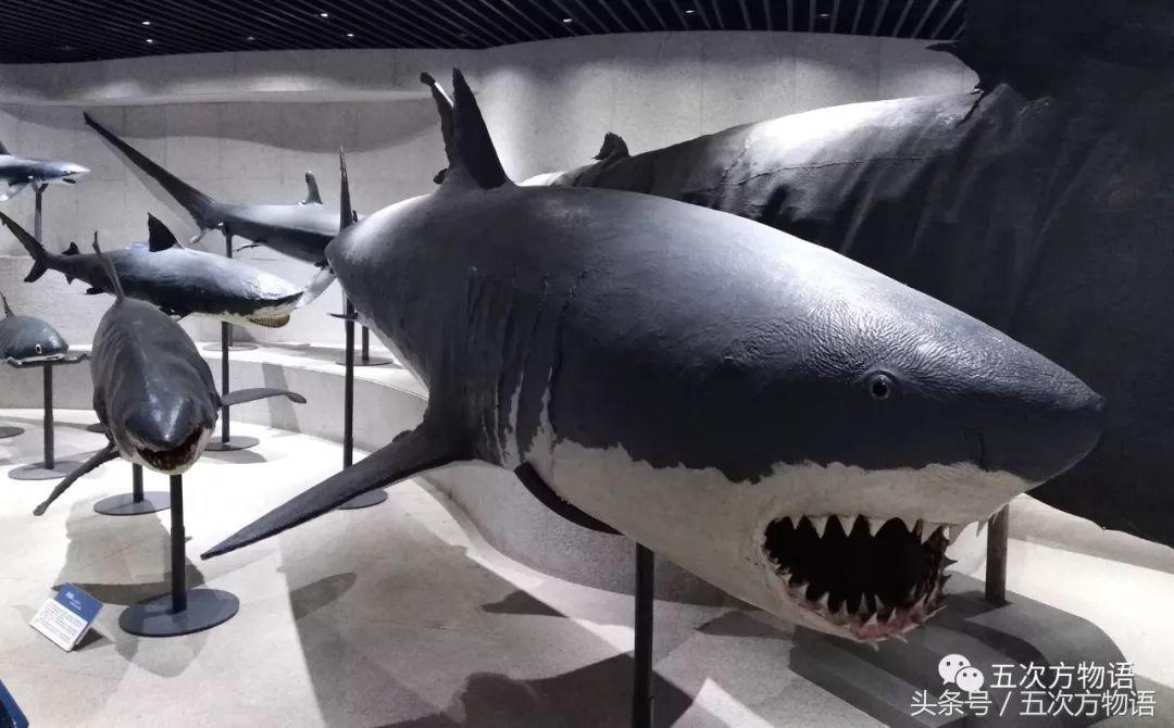 鳄鱼明明不是鱼为什么要叫鱼,鲸鱼鳄鱼企鹅金鱼哪个是哺乳动物