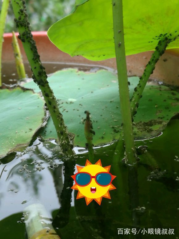 碗莲是开一次花还是重复开花,用种子种的碗莲多久才能开花