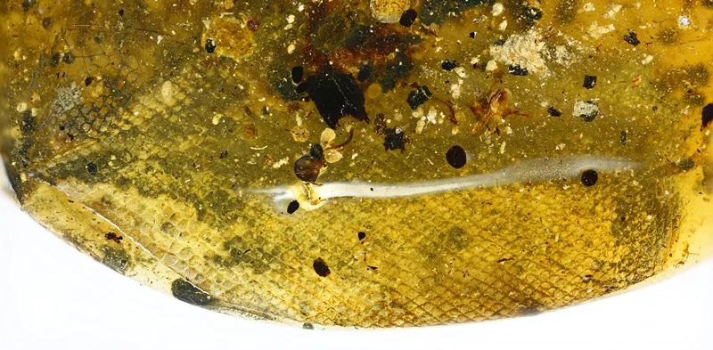 全球首次在琥珀中发现蛇 (琥珀中第一次发现蛇来自9000年前)