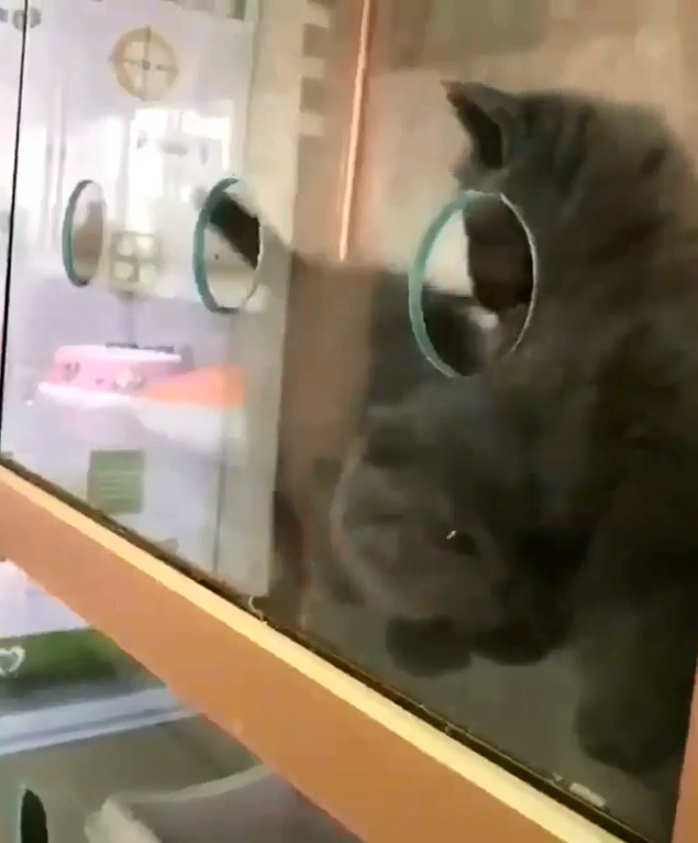 为什么说猫咪是液体动物,为什么都说猫是水做的