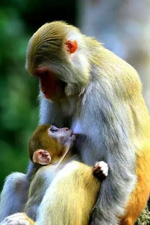 三伏天，龙虎山的“山大王”们开始消暑养生了！