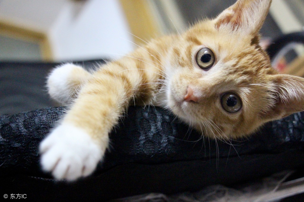 怎么调教猫咪不随地大小便,养宠小知识猫咪最近总吐床上